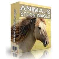 Stock de animales