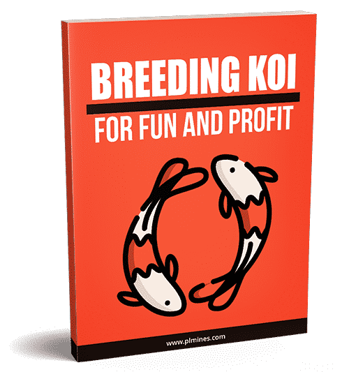 Breeding Koi for Fun and Profit