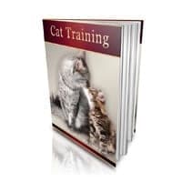 ¡Entrenamiento de gatos!