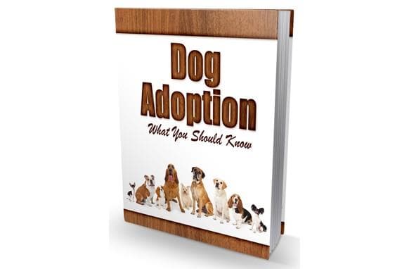 Adopción de perros Lo que debes saber