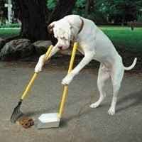 Técnicas de entrenamiento de perros