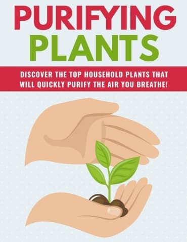 Plantas purificadoras