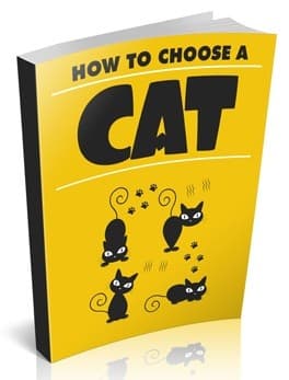 Cómo elegir un gato