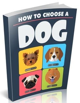 Cómo elegir un perro