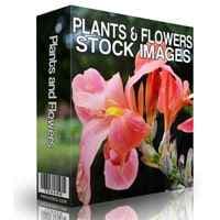 Plantas y Flores Stock de Imágenes